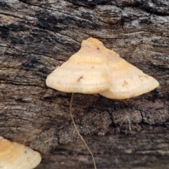 Truncospora ochroleuca at Bruce, ACT - 7 Jun 2023