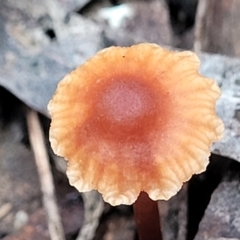 Unidentified Cap on a stem; gills below cap [mushrooms or mushroom-like] at Bruce, ACT - 7 Jun 2023 by trevorpreston