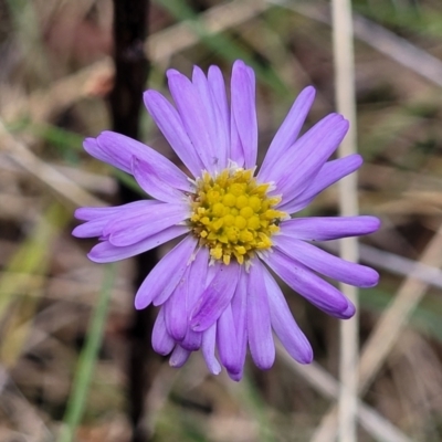 Brachyscome rigidula (Hairy Cut-leaf Daisy) at Bruce, ACT - 7 Jun 2023 by trevorpreston