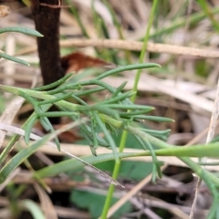 Brachyscome rigidula at Bruce, ACT - 7 Jun 2023