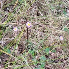 Brachyscome rigidula at Bruce, ACT - 7 Jun 2023 03:44 PM