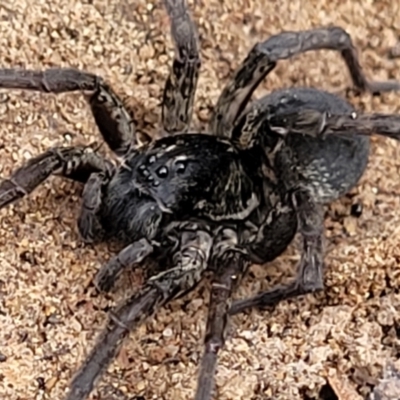Lycosidae (family) (Unidentified wolf spider) at GG291 - 7 Jun 2023 by trevorpreston