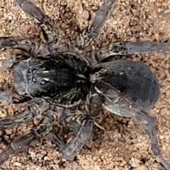 Lycosidae (family) at Bruce, ACT - 7 Jun 2023