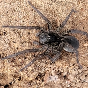 Lycosidae (family) at Bruce, ACT - 7 Jun 2023