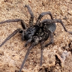 Lycosidae (family) at Bruce, ACT - 7 Jun 2023