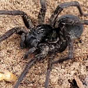 Lycosidae (family) at Bruce, ACT - 7 Jun 2023 03:36 PM