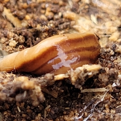 Anzoplana trilineata (A Flatworm) at Bruce, ACT - 7 Jun 2023 by trevorpreston
