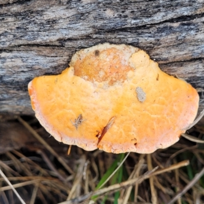 Trametes coccinea (Scarlet Bracket) at Bruce Ridge to Gossan Hill - 7 Jun 2023 by trevorpreston