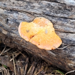 Trametes coccinea at Bruce, ACT - 7 Jun 2023