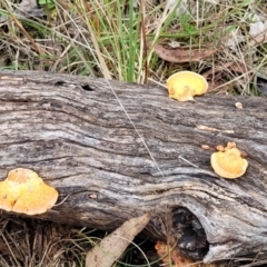 Trametes coccinea at Bruce, ACT - 7 Jun 2023