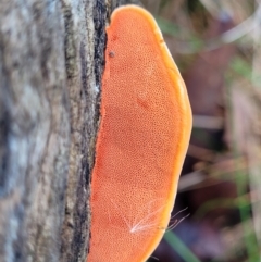 Trametes coccinea at Bruce, ACT - 7 Jun 2023