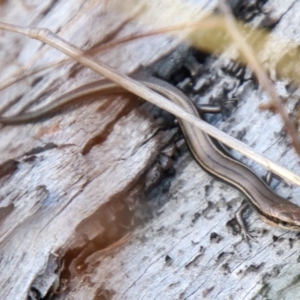 Acritoscincus duperreyi (Eastern Three-lined Skink) at Rendezvous Creek, ACT by SWishart
