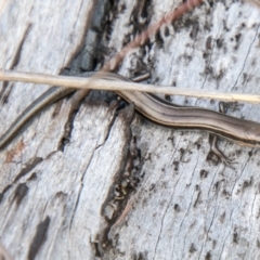 Acritoscincus duperreyi at Rendezvous Creek, ACT - 7 Jun 2023