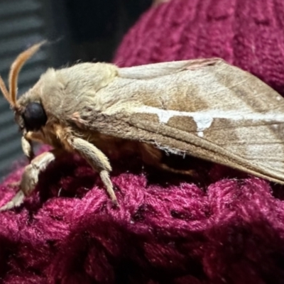 Oxycanus dirempta (Variable Oxycanus) at Black Range, NSW - 6 Jun 2023 by KMcCue