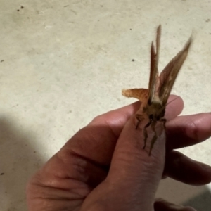 Oxycanus dirempta at Black Range, NSW - 6 Jun 2023 09:09 PM