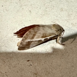 Oxycanus dirempta at Black Range, NSW - 6 Jun 2023 09:09 PM