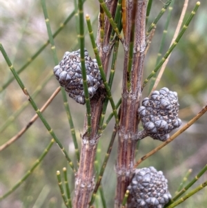 Allocasuarina diminuta at Lower Boro, NSW by JaneR