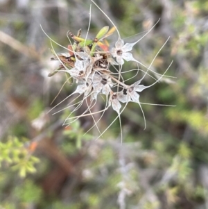 Calytrix tetragona (Common Fringe-myrtle) at Lower Boro, NSW by JaneR