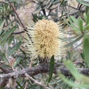 Banksia marginata at Lower Boro, NSW - 7 Jun 2023