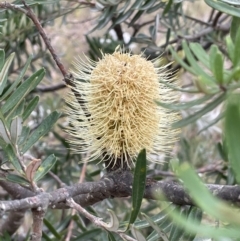 Banksia marginata (Silver Banksia) at Nadgigomar Nature Reserve - 7 Jun 2023 by JaneR