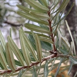 Banksia marginata at Lower Boro, NSW - 7 Jun 2023