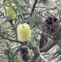 Banksia marginata at Lower Boro, NSW - 7 Jun 2023 10:18 AM