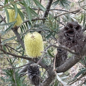 Banksia marginata at Lower Boro, NSW - 7 Jun 2023