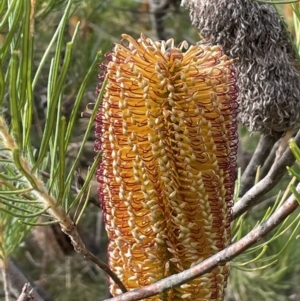 Banksia spinulosa (Hairpin Banksia) at Lower Boro, NSW by JaneR
