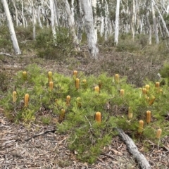 Banksia spinulosa at Lower Boro, NSW - 7 Jun 2023 10:32 AM