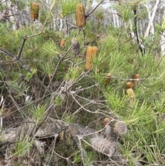 Banksia spinulosa at Lower Boro, NSW - 7 Jun 2023 10:32 AM