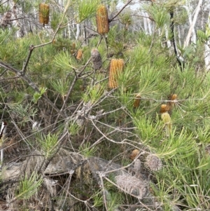 Banksia spinulosa at Lower Boro, NSW - 7 Jun 2023