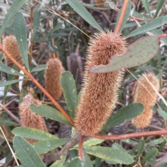 Banksia paludosa (Swamp Banksia) at Nadgigomar Nature Reserve - 7 Jun 2023 by JaneR