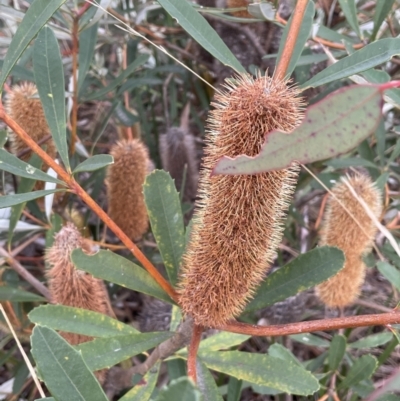 Banksia paludosa (Swamp Banksia) at Lower Boro, NSW - 7 Jun 2023 by JaneR