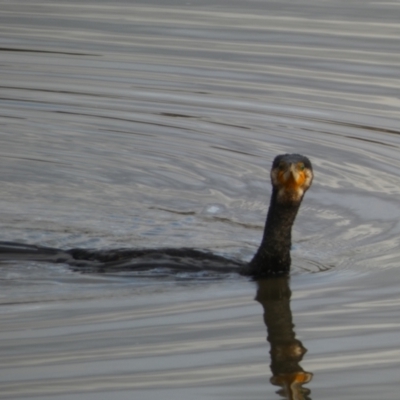 Phalacrocorax carbo (Great Cormorant) at Jerrabomberra, NSW - 7 Jun 2023 by Steve_Bok