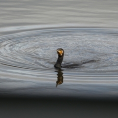 Phalacrocorax carbo at Jerrabomberra, NSW - 7 Jun 2023