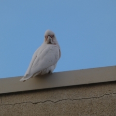 Cacatua sanguinea (Little Corella) at Queanbeyan, NSW - 7 Jun 2023 by SteveBorkowskis