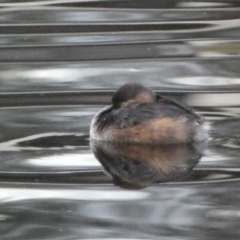 Tachybaptus novaehollandiae (Australasian Grebe) at Queanbeyan East, NSW - 7 Jun 2023 by Steve_Bok