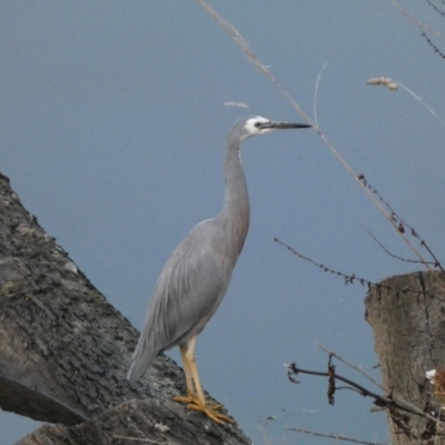 Egretta novaehollandiae (White-faced Heron) at QPRC LGA - 7 Jun 2023 by Steve_Bok