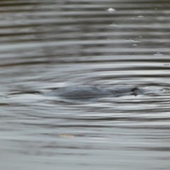 Ornithorhynchus anatinus (Platypus) at Queanbeyan River - 7 Jun 2023 by Steve_Bok