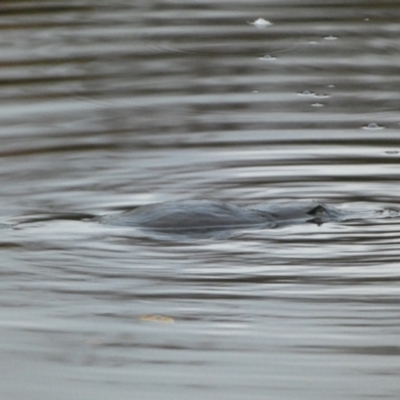 Ornithorhynchus anatinus (Platypus) at QPRC LGA - 7 Jun 2023 by Steve_Bok