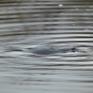 Ornithorhynchus anatinus (Platypus) at Queanbeyan East, NSW by Steve_Bok