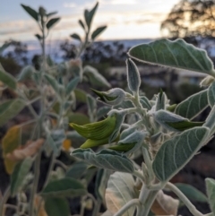 Crotalaria cunninghamii (Birdflower) at Yulara, NT - 7 Jun 2023 by WalterEgo