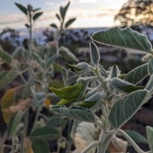 Crotalaria cunninghamii at Yulara, NT - 7 Jun 2023 07:48 AM