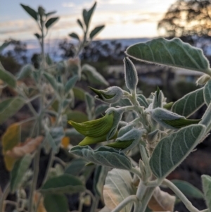 Crotalaria cunninghamii at Yulara, NT - 7 Jun 2023