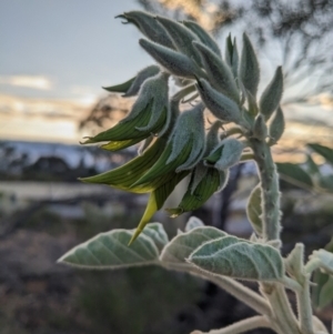 Crotalaria cunninghamii at Yulara, NT - 7 Jun 2023 07:48 AM
