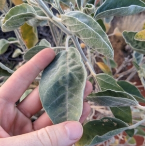 Crotalaria cunninghamii at Yulara, NT - 7 Jun 2023 07:48 AM