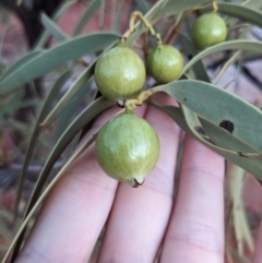 Santalum acuminatum (Quandong) at Yulara, NT - 6 Jun 2023 by WalterEgo