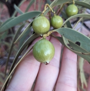 Santalum acuminatum (Quandong) at Yulara, NT by WalterEgo