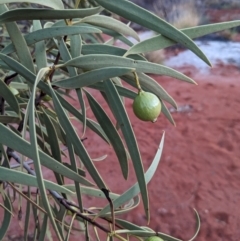 Santalum acuminatum at Yulara, NT - 7 Jun 2023