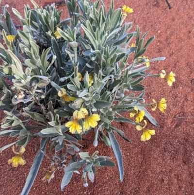 Goodenia sp. at Uluru-Kata Tjuta - 7 Jun 2023 by WalterEgo